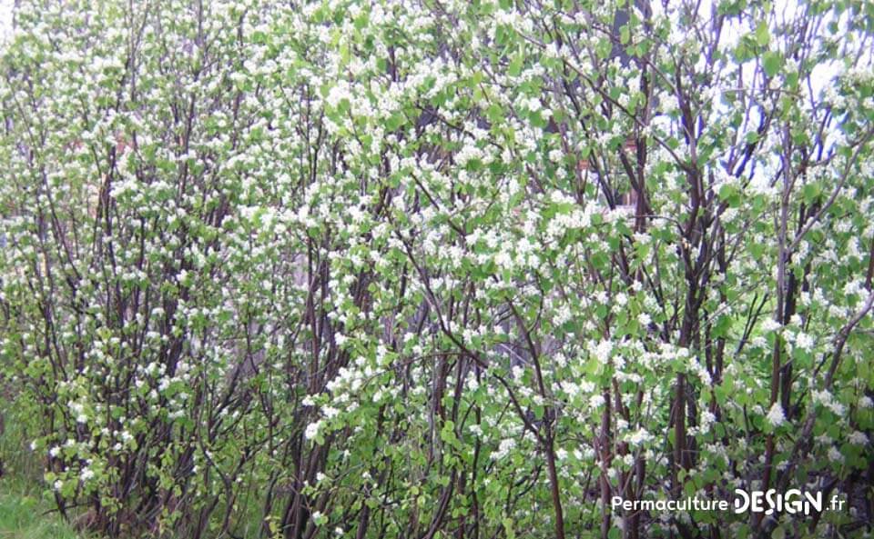 L’amélanchier canadensis ou amélanchier du Canada est une plante rustique très utile en permaculture.