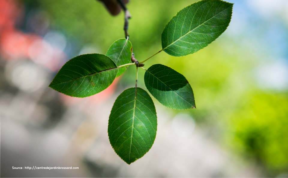 L’amélanchier canadensis ou amélanchier du Canada est une plante rustique très utile en permaculture.