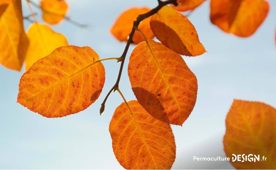 L’amélanchier canadensis ou amélanchier du Canada est une plante rustique très utile en permaculture.