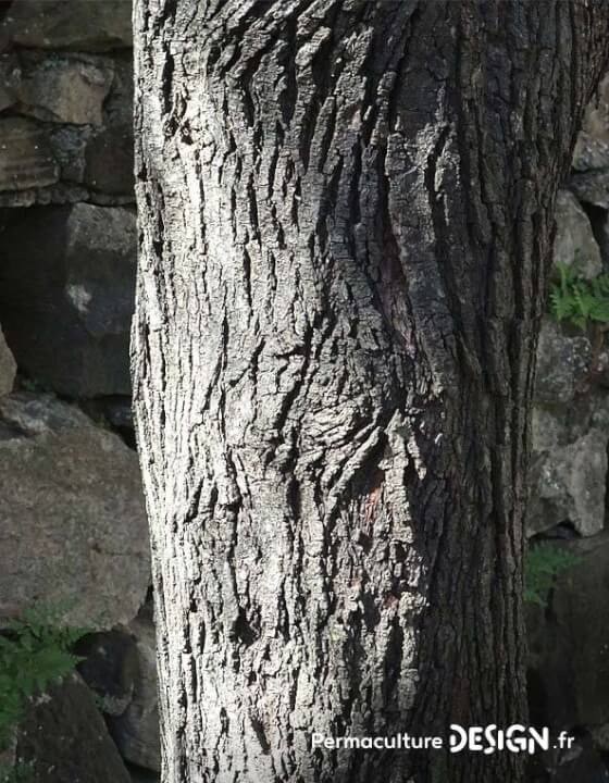 L’amélanchier canadensis ou amélanchier du Canada est une plante rustique très utile en permaculture.