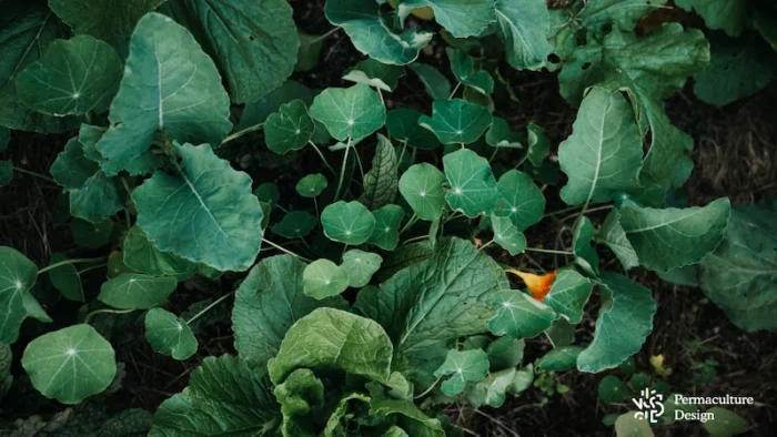 L'histoire de permaculture Design