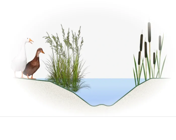 Illustration de la strate aquatique hélophyte d’un jardin-forêt