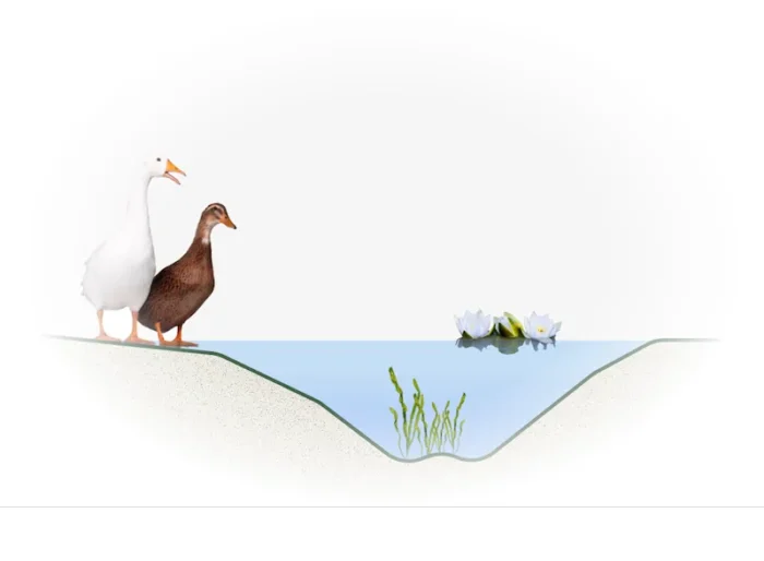 Illustration de la strate aquatique hydrophyte d’un jardin-forêt