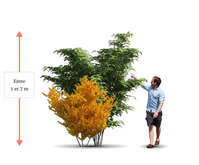 Illustration de la strate arbustive d’un jardin-forêt