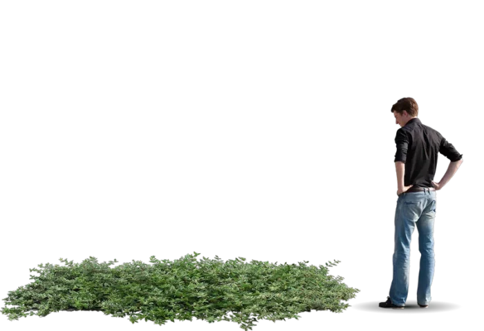 Illustration de la strate couvre-sol d’un jardin-forêt