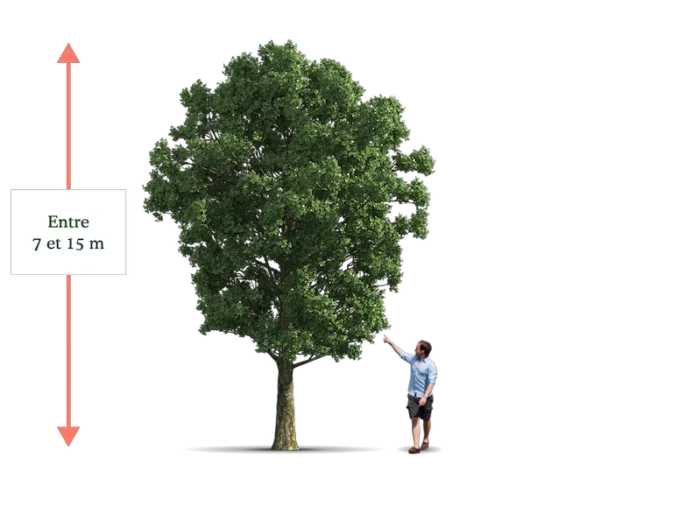 Illustration de la strate des petits arbres d’un jardin-forêt