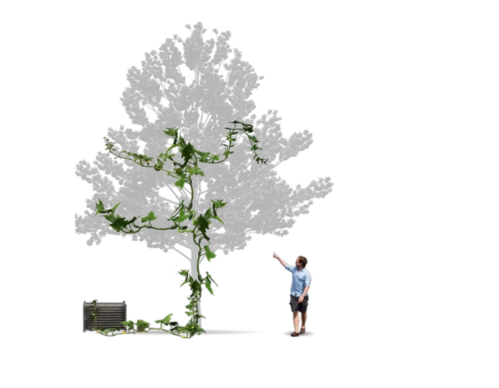 Illustration de la strate grimpante d’un jardin-forêt