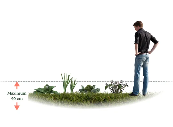 Illustration de la strate herbacée basse d’un jardin-forêt