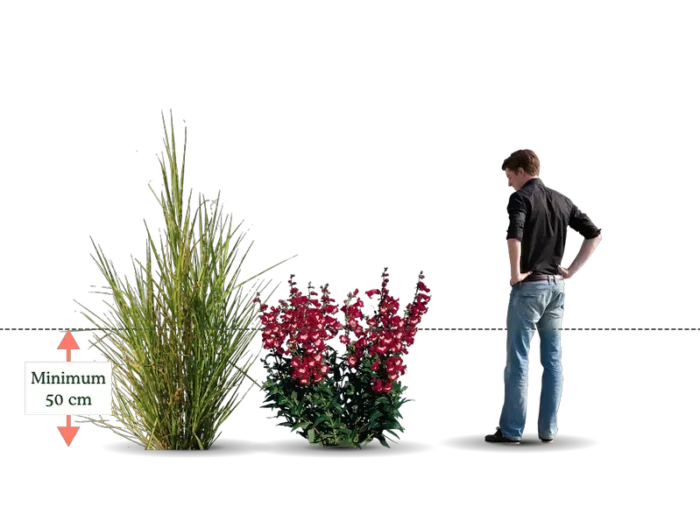 Illustration de la strate herbacée haute d’un jardin-forêt