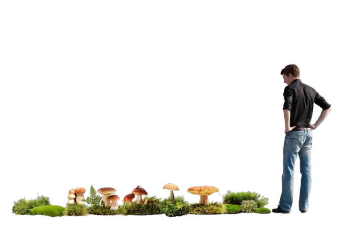 Illustration de la strate mycélienne (champignons) d’un jardin-forêt