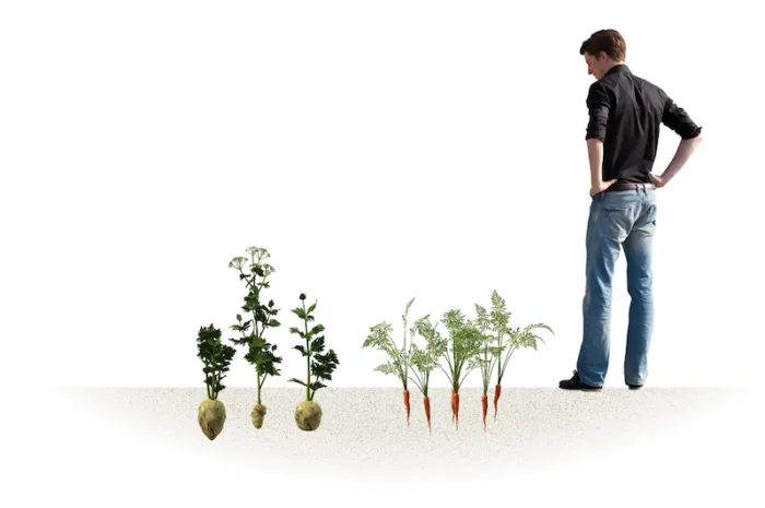 Illustration de la strate rhizosphère (bulbes et tubercules) d’un jardin-forêt