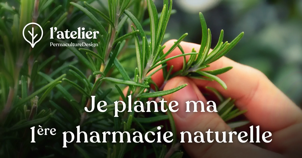 Je plante ma première pharmacie naturelle